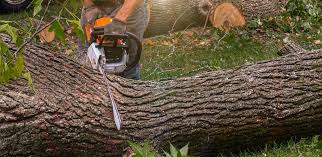 Why Choose Our Tree Removal Services in Biddeford, ME?