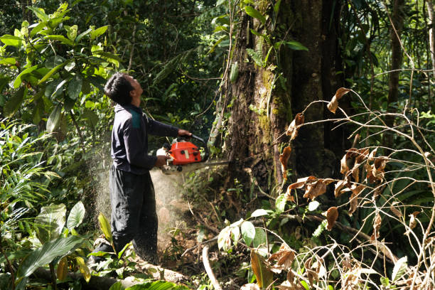 Tree and Shrub Care in Biddeford, ME