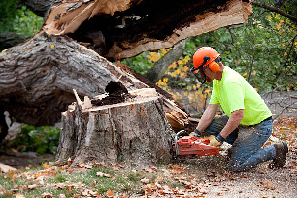 Professional Tree Services in Biddeford, ME